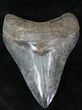 Serrated Megalodon Tooth - Georgia #21883-1